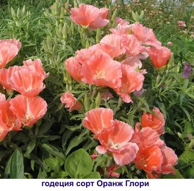 Годеция Гавриш Растения для сада - купить по выгодным ценам в  интернет-магазине OZON (1032153608)