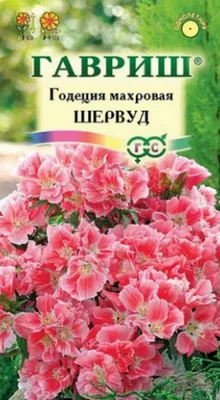 Семена \"Ваше хозяйство\" годеция крупноцветковая Красное вино махровая -  «Редкий сорт красной годеции и почему я его не рекомендую? » | отзывы