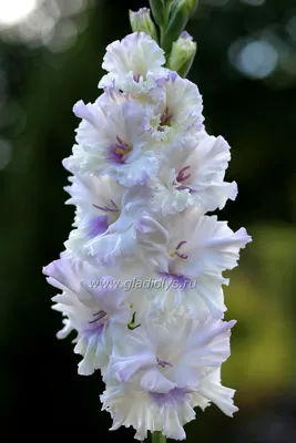 Gladiolus of corrugated paper Master class - YouTube