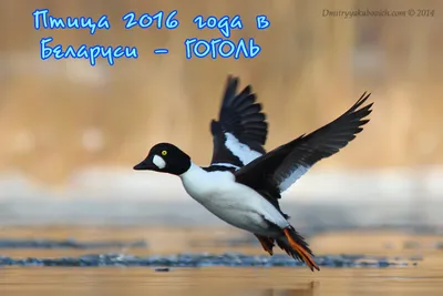 Обыкновенный гоголь (Bucephala clangula). Птицы Европейской России.