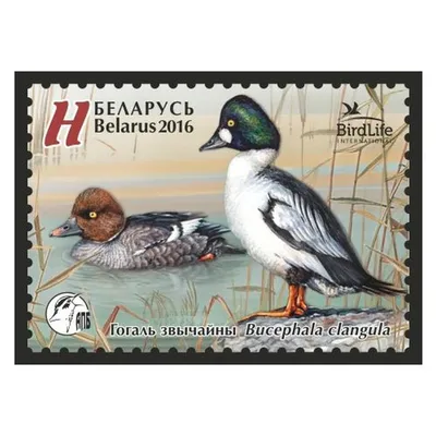 Обыкновенный гоголь — Bucephala clangula / Галерея / Птицы России