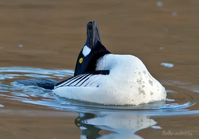 Черные водоплавающие птицы с белым носом - 65 фото