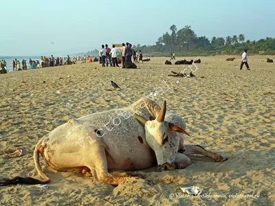 Gokarna India - #Gokarna_India PAGE LOGO. | Facebook