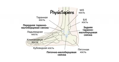 Голеностопный сустав симптомы и лечение