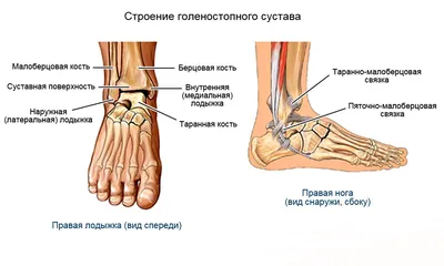 Артроз голеностопного сустава. Оптимальное лечение, чтобы вы снова могли  плавно двигать стопой ➦ ГОЛОВАХА М.Л.