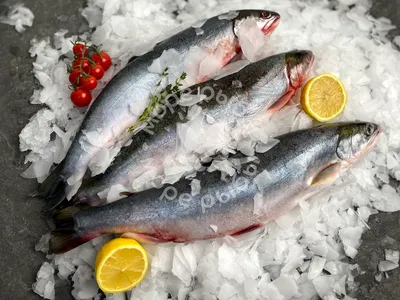 Рыба Свежемороженая Голец - «Отличная альтернатива дорогой семге, не  уступающая ей по вкусу, за меньшие деньги» | отзывы