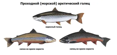 Голец с/м купить в Мурманске. Рыба свежемороженая по выгодным ценам