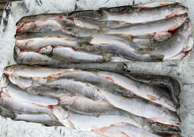 Арктический голец в Квебеке | Рыбалка в Монреале и окрестностях