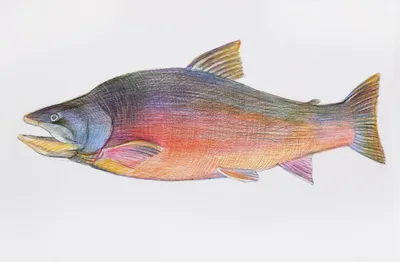 Рыба охлажденная - Голец Арктический 500+, цена 528 грн, купить на UB.UA •  UB.UA