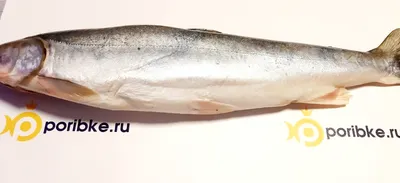 Арктический голец на стример типа розовая креветка , размер стримера  примено 7 см . хацените Размер рыбы. Чукотка Анадырь на море летом