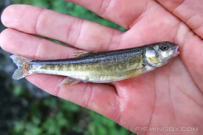 Гольян обыкновенный (Phoxinus phoxinus) | FishingBY.com