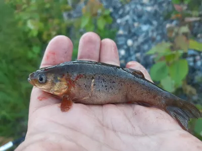 Гольян Чекановского - Г - Реальная русская рыбалка на 1505 рыб - World of  Fishers