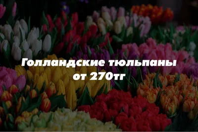 Смогут ли тюльпаны из Сибири полностью заменить голландские - Российская  газета