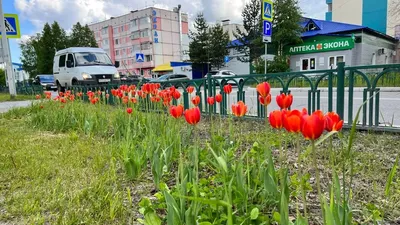 Картина маслом с цветами тюльпанами «Голландские тюльпаны» в  интернет-магазине Ярмарка Мастеров по цене 5500 ₽ – QM7Y2BY | Картины,  Москва - доставка по России