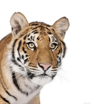 Голова тигра на белом фоне — Картинки и авы | Бенгальский тигр, Тигр,  Картинки