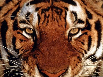 Картина по номерам \"Голова тигра\"