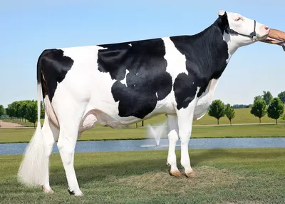 Голштинская порода коров фото фото