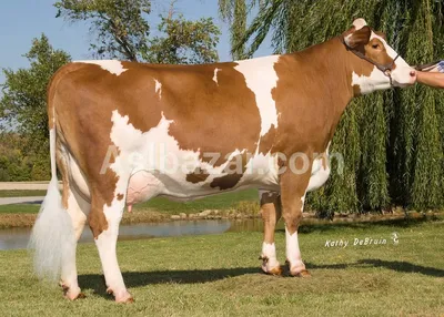 Голландская молочная порода коров