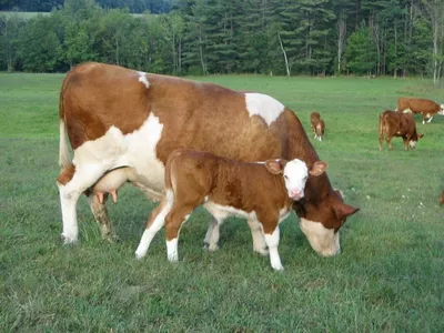 Как влияют гены на масть крупного рогатого скота голштинской породы
