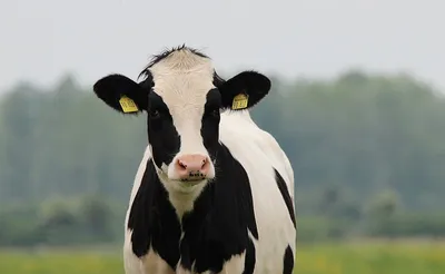 Голштинская молочная порода коров