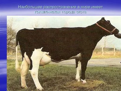 Голштинская молочная порода коров - YouTube
