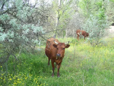 195 коров голштинской породы прибыли в Приморье