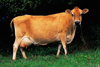 Предоставляем на експорт КРС с Украины - бык, корова жывой вес —  Agro-Tajikistan