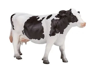 Голштинская порода коров - 72 фото