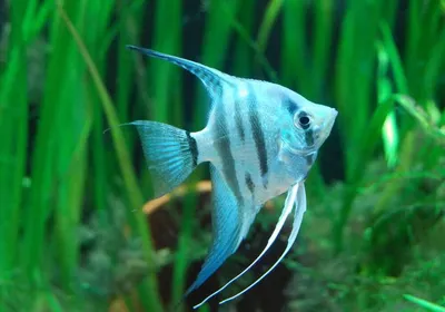 Купить Скалярию голубую (Pterophyllum scalare Blue) в Челябинске