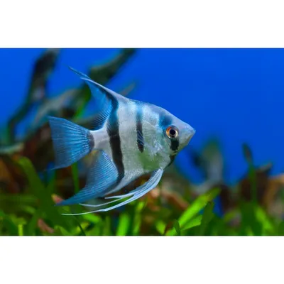 Рыбки скалярии: фото, содержание, совместимость, размножение, чем кормить и  сколько живут в домашних условиях