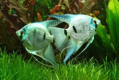 Скалярия голубая тигровая - Pterophyllum scalare (S)