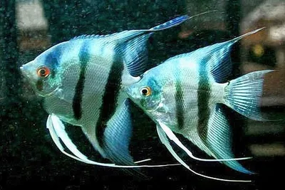 Скалярия Голубой тигр (Pterophyllum scalare) — AQUARIUM 38