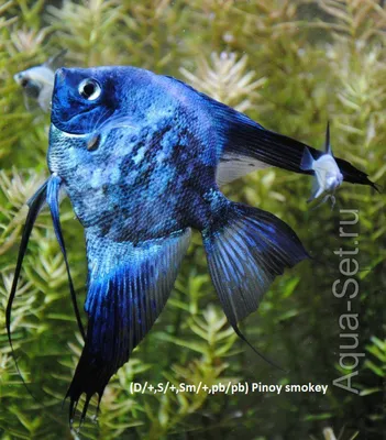 Скалярія піной блакитна | Скалярії | Каталог | TropFish – Постачальник  декоративних акваріумних та ставкових риб, товарів для акваріумістики