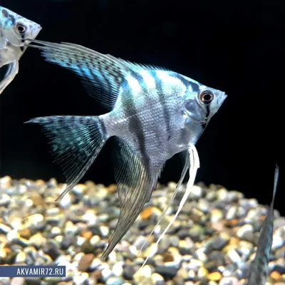 Скалярия голубая тигровая - Pterophyllum scalare (S)