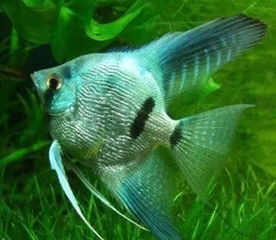 Совместимые рыбки для Скалярия голубая в интернет-магазине Aqua-Shop