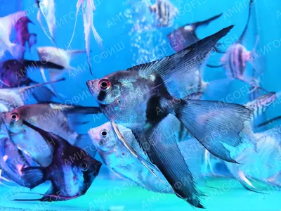 Скалярія блакитний мармур | Скалярії | Каталог | TropFish – Постачальник  декоративних акваріумних та ставкових риб, товарів для акваріумістики