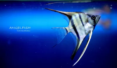 СКАЛЯРИЯ ПИНОЙ ГОЛУБОЙ КЛОУН размер M рыбка для аквариум/Pterophyllum  scalare Pinoy/ | Зоомагазин \"Зоо сити\"