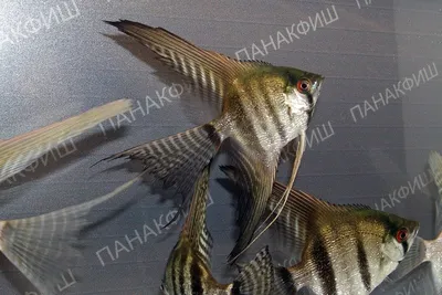 Скалярия голубая, самка. | Аквариумистика в Казахстане