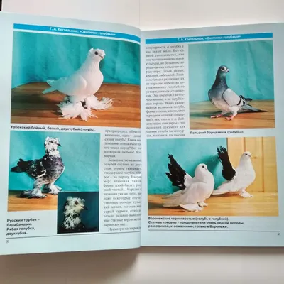 Любовь и зоревые: кто сейчас занимается редкой породой воронежских голубей  | 36on.ru