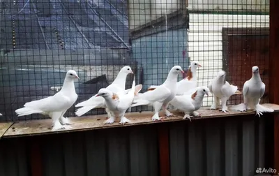 Немецкие биологи доказали, что голуби видят сны - Новости Mail.ru