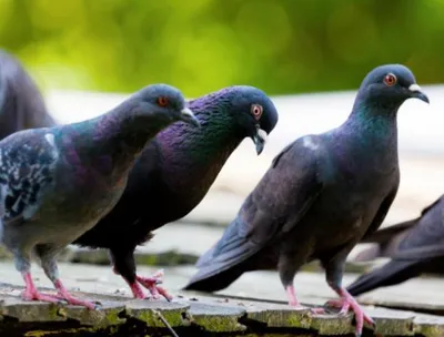 Немецкие ученые выяснили, что снится голубям — Сноб