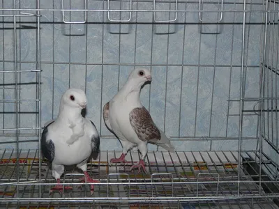 Меняли одежду на зерно. Как энтузиасты спасали уникальных голубей на Алтае  | ОБЩЕСТВО | АиФ Барнаул
