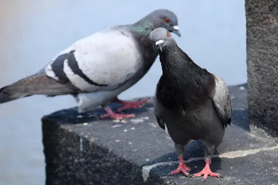 В городе замечена массовая гибель голубей