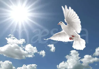 Фотообои Летящий голубь в небе купить в Москве, Арт. 9-400 в  интернет-магазине, цены в Мастерфресок