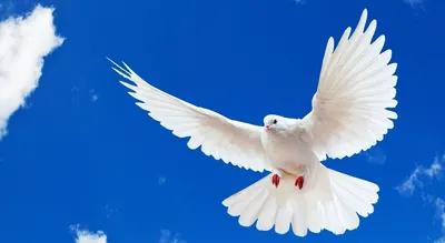 Белые голуби летят на голубом небе…» — создано в Шедевруме
