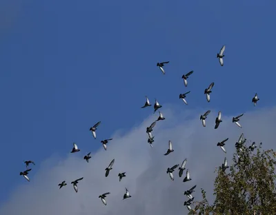 белые голуби летают в небе на оранжевом фоне Обои Изображение для  бесплатной загрузки - Pngtree