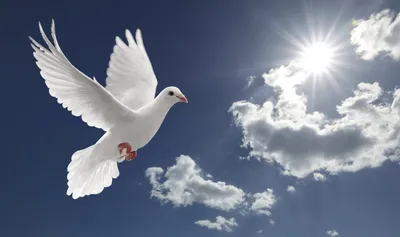 Голуби в небе. Doves in the sky. #naturephoto #birdphotography #birdphoto  #птицы #photobird #animalsphoto #animalsworld #naturephotography… |  Instagram