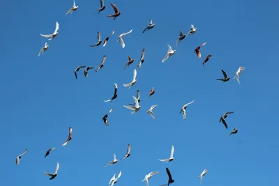 Изображение Белые голуби в небе Потолки