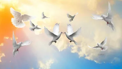 Когда видишь парящих в небе или воркующих между собой голубей, то возникают  чувства нежности, радости и доброты к этим птицам