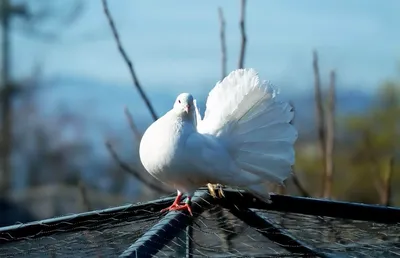 белые голуби мира и свободы летают в небе Стоковое Фото - изображение  насчитывающей пасха, свобода: 244659110